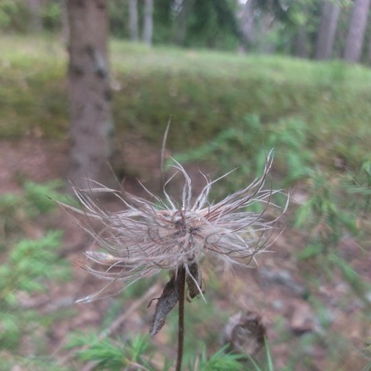 Iliustracija