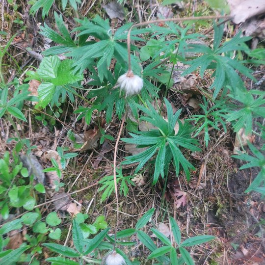 Iliustracija