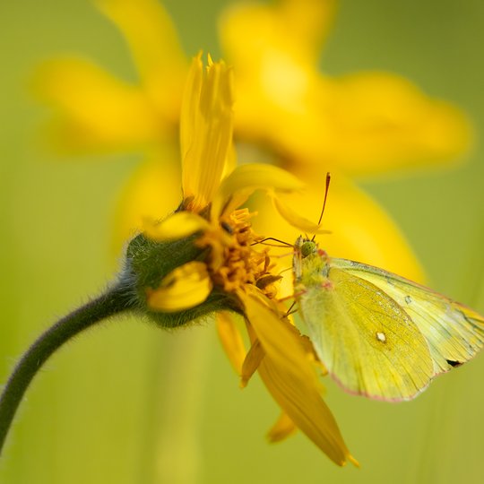 Iliustracija