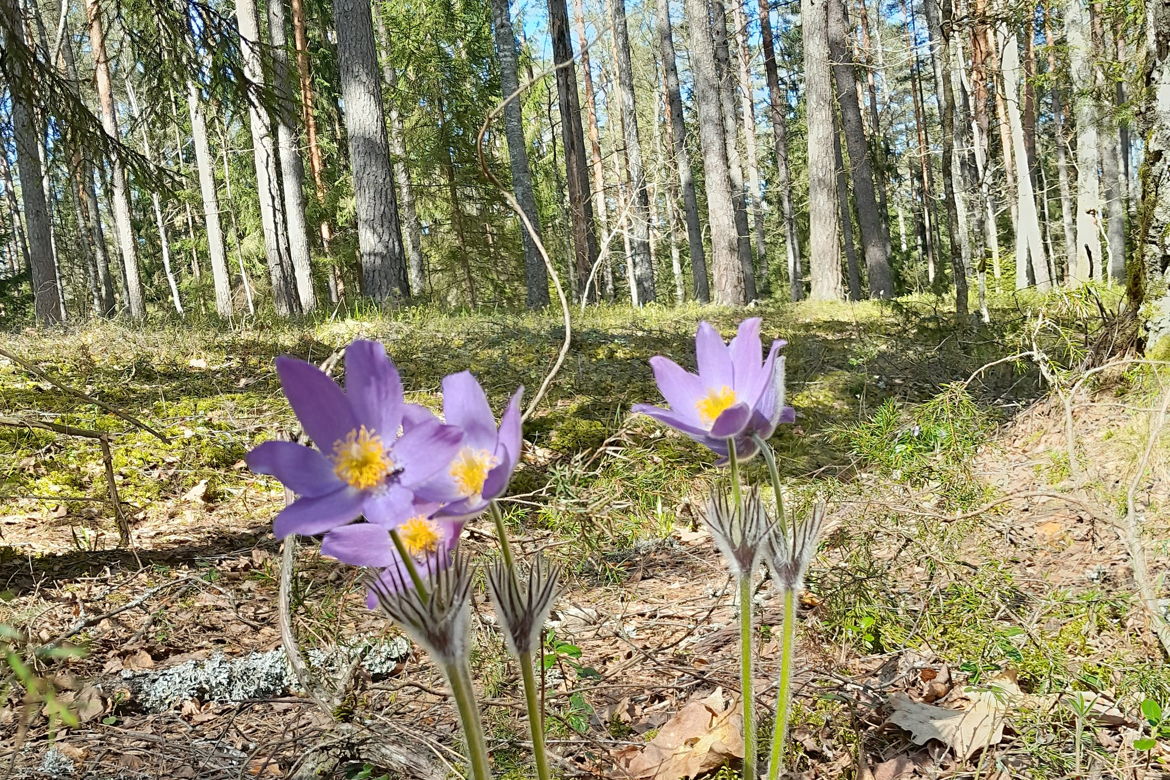 Iliustracija