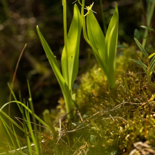 Iliustracija
