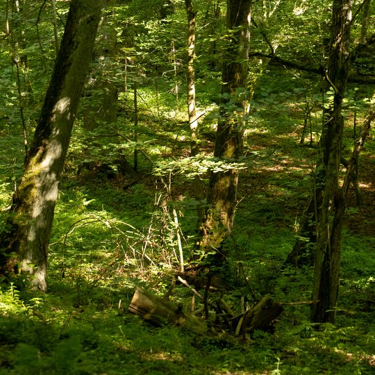 Iliustracija