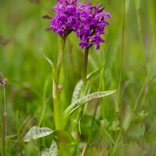 Iliustracija