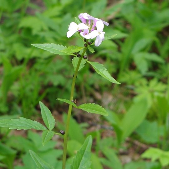 Iliustracija
