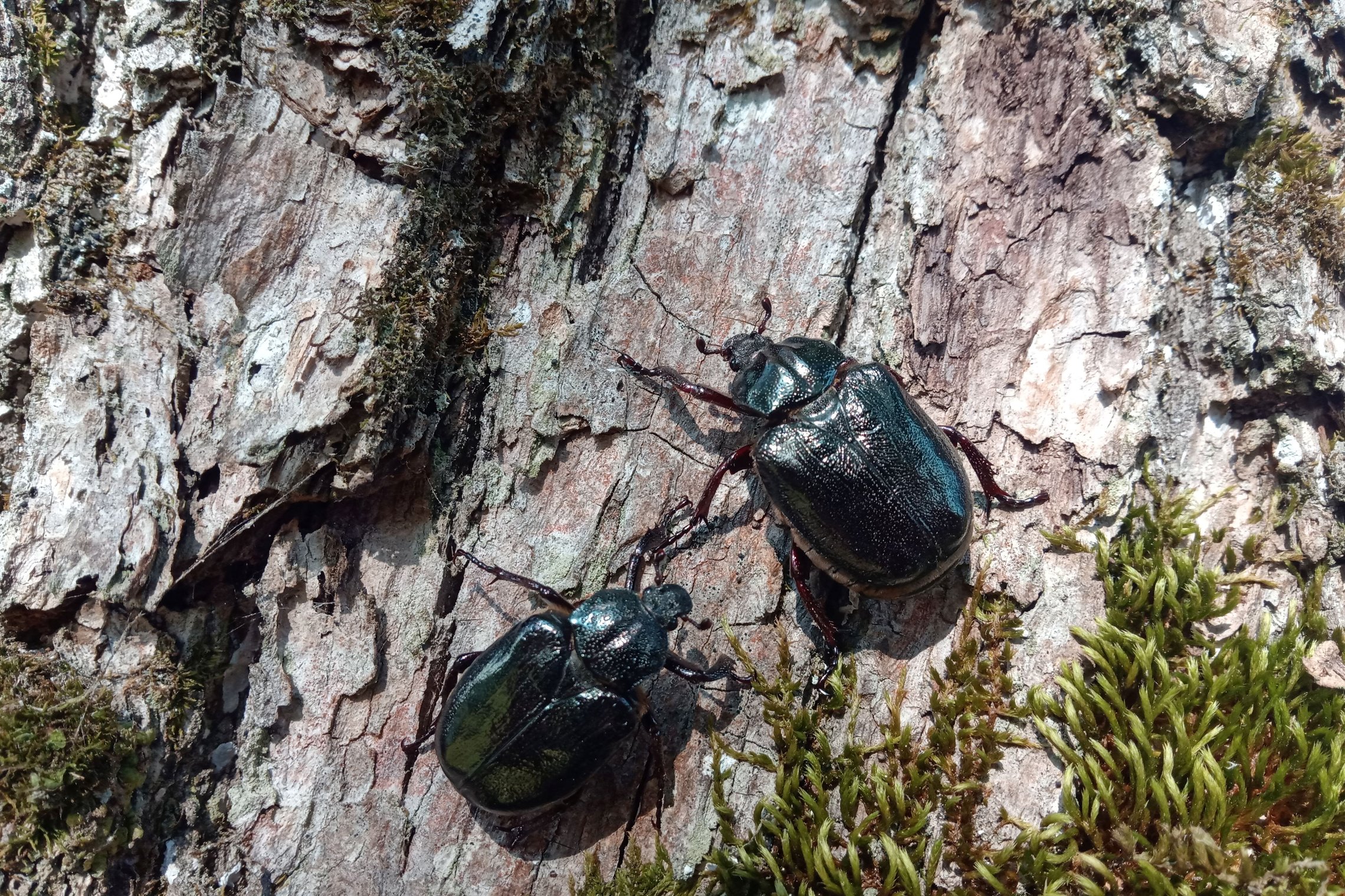 Iliustracija