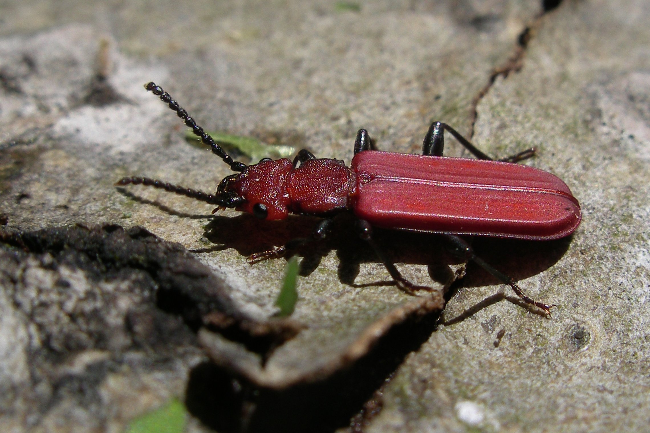 Iliustracija
