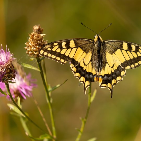 Iliustracija