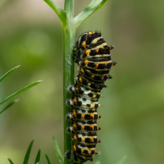 Iliustracija