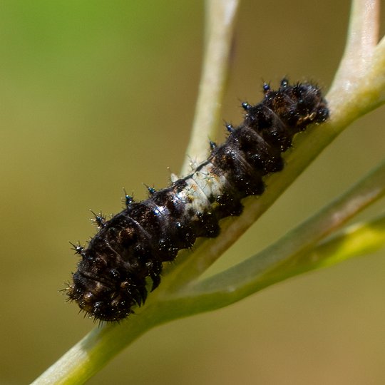 Iliustracija