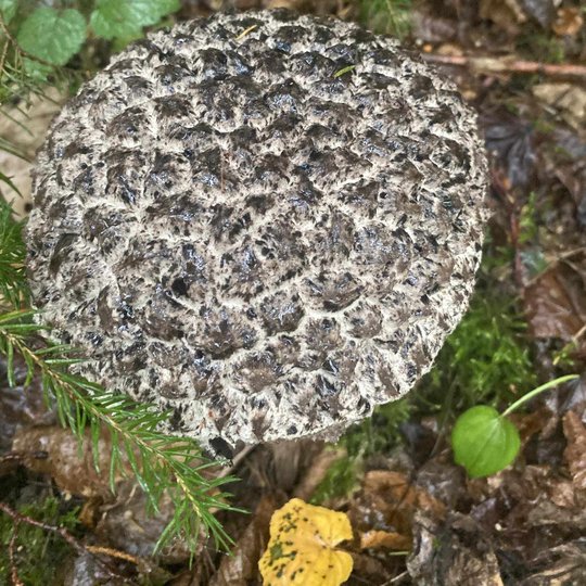 Iliustracija