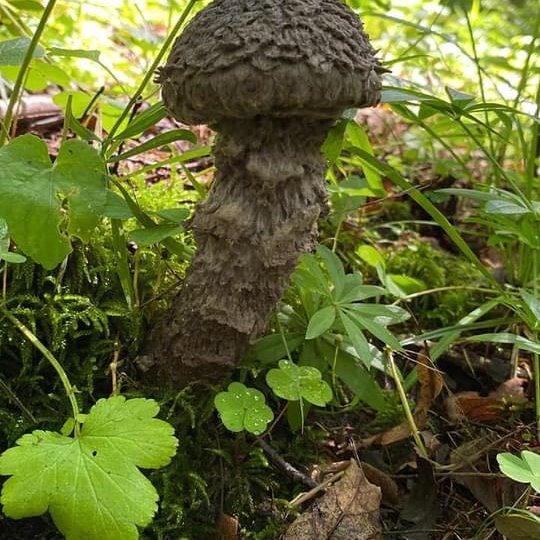 Iliustracija