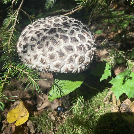 Iliustracija