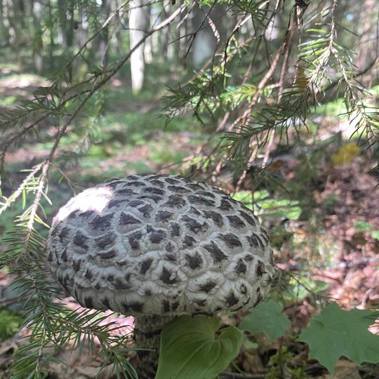 Iliustracija