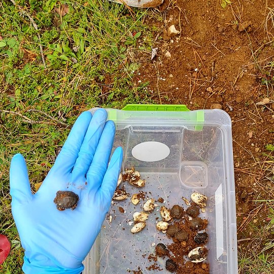 Iliustracija