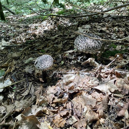 Iliustracija