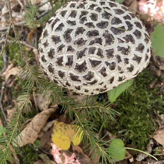 Iliustracija