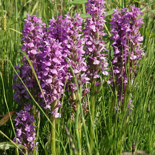 Iliustracija