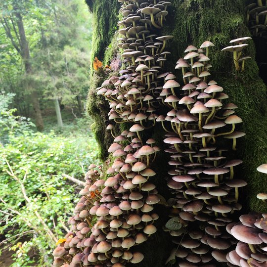 Iliustracija