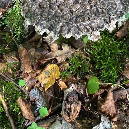Iliustracija