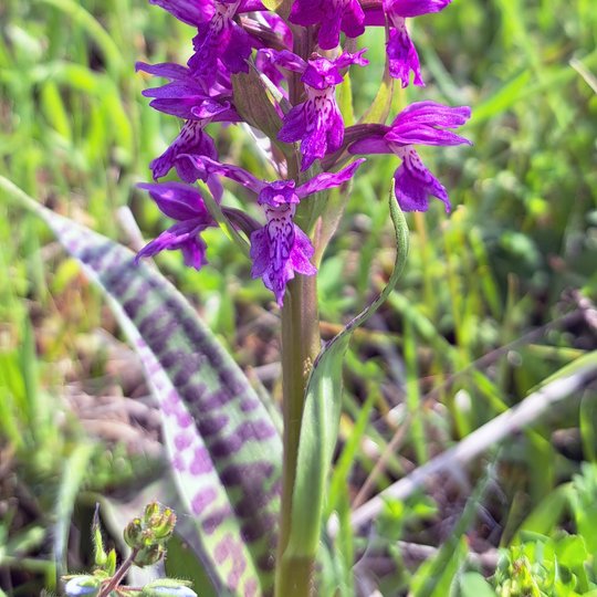 Iliustracija