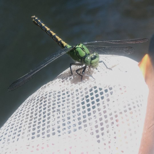 Iliustracija