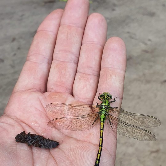 Iliustracija
