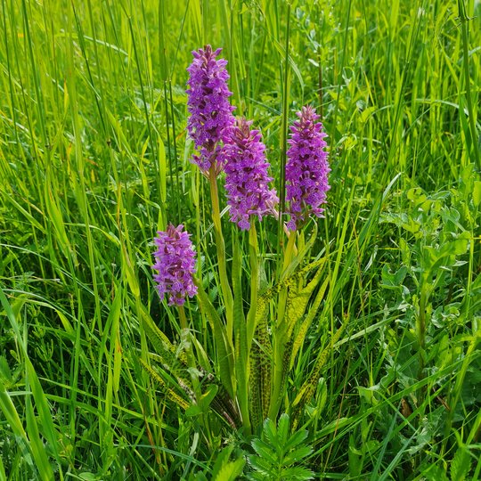 Iliustracija