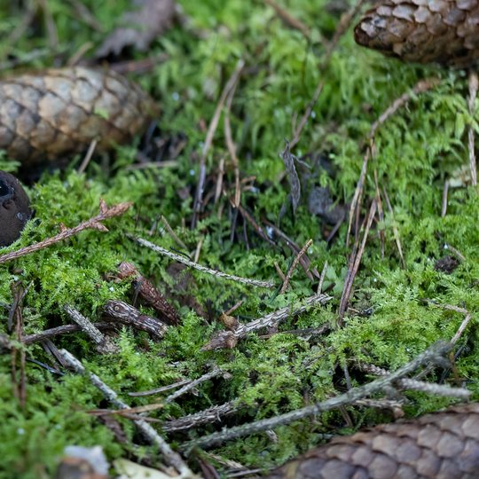 Iliustracija