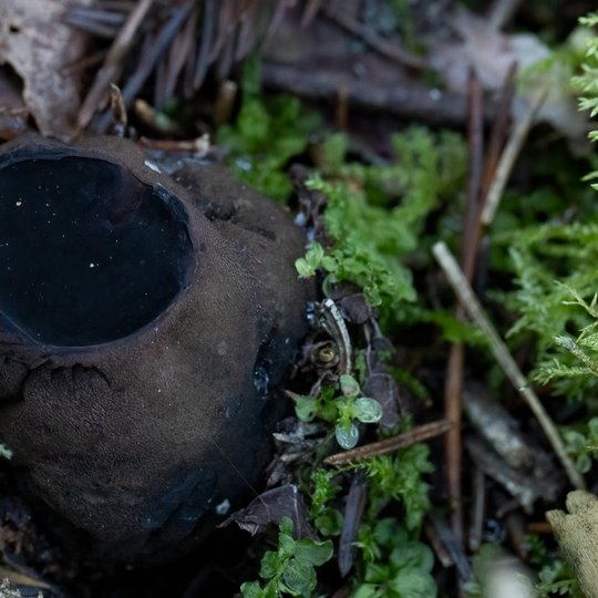 Iliustracija