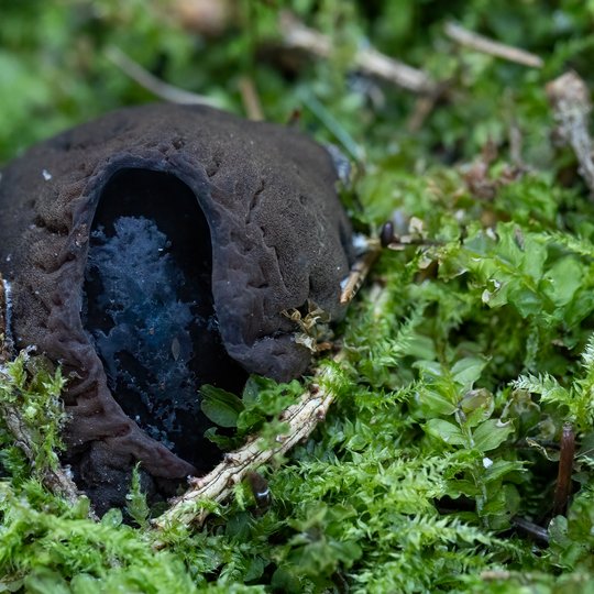 Iliustracija