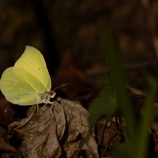 Iliustracija