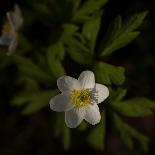 Iliustracija