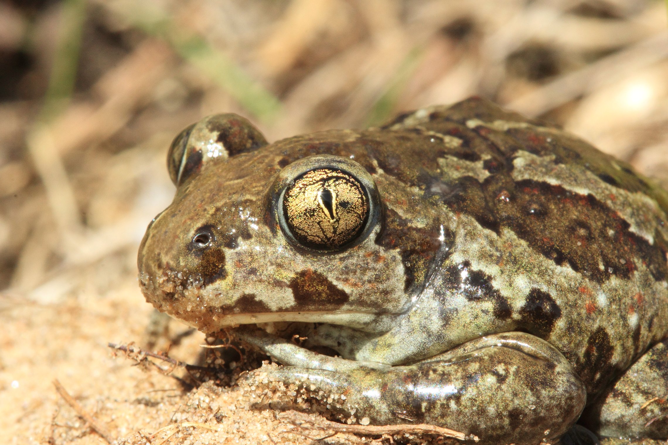 Iliustracija
