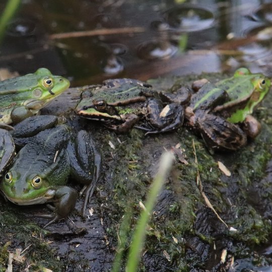 Iliustracija