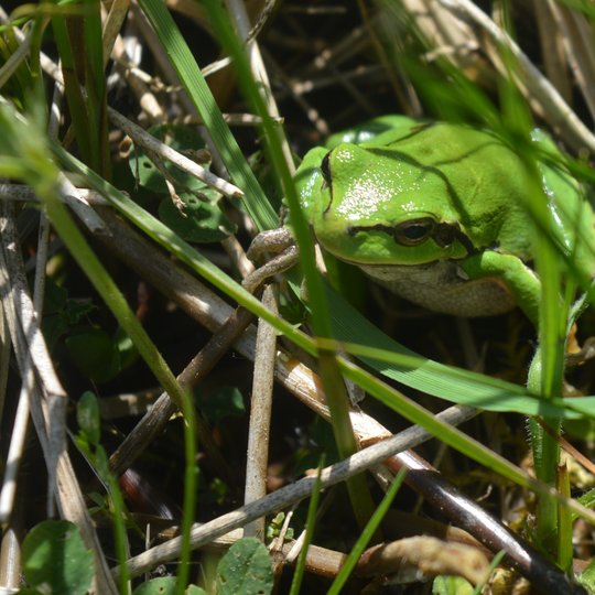 Iliustracija