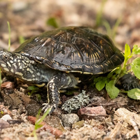 Iliustracija