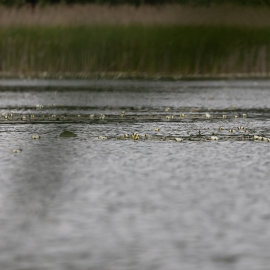 Iliustracija