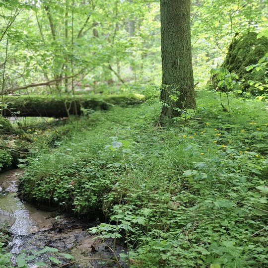 Iliustracija