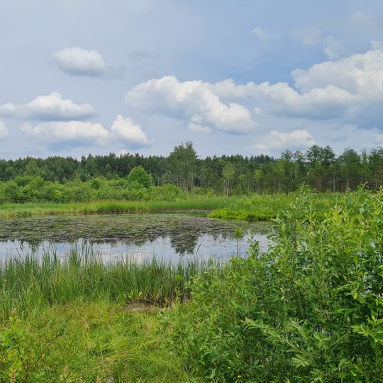Iliustracija