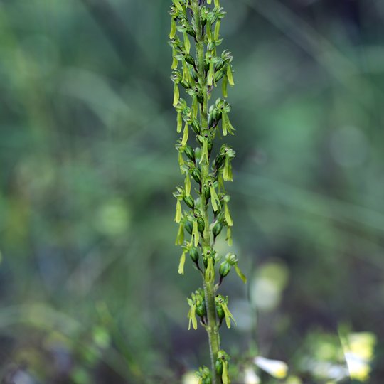 Iliustracija