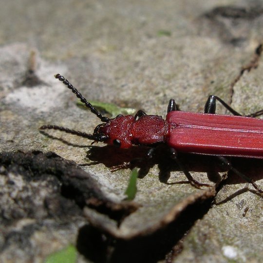 Iliustracija