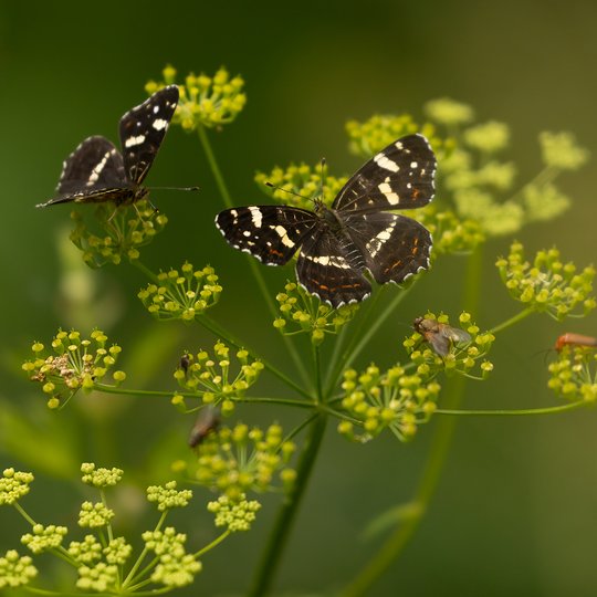 Iliustracija