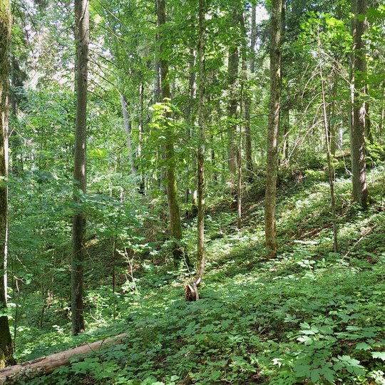 Iliustracija