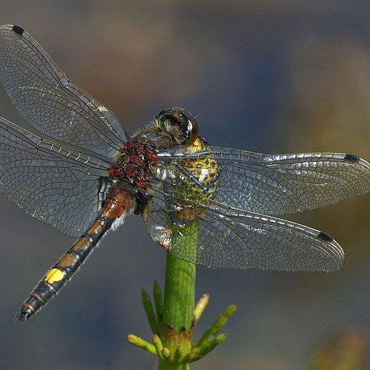 Iliustracija