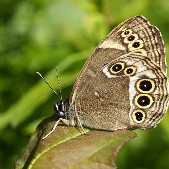Iliustracija