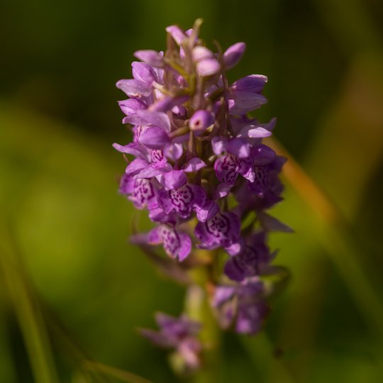 Iliustracija