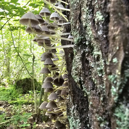 Iliustracija