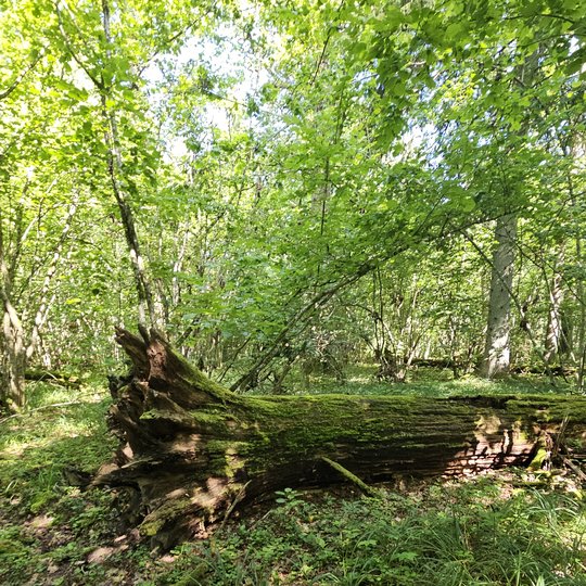 Iliustracija