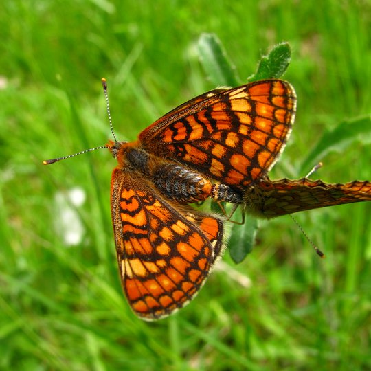 Iliustracija
