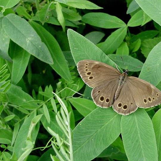 Iliustracija